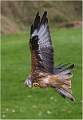 Red Kite Feeding on the wing